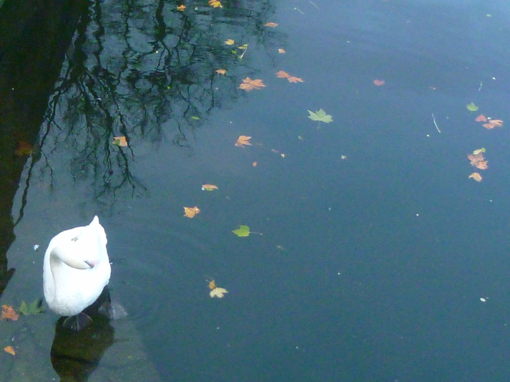 Cigno al Minnewater