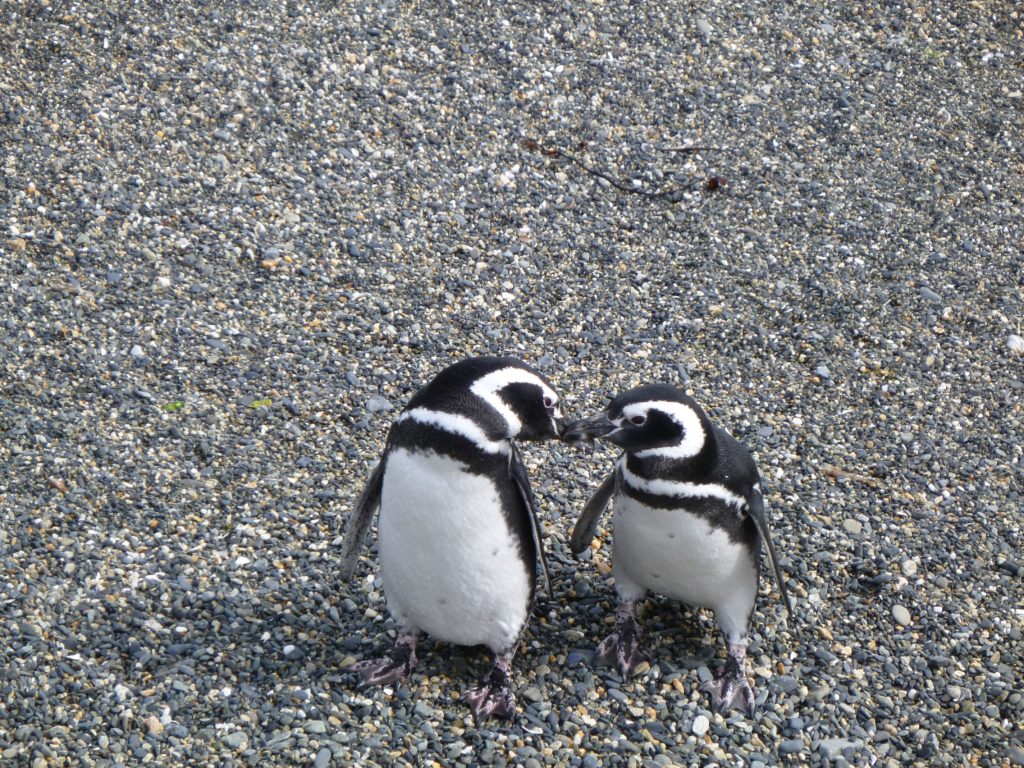 Pinguini magellano