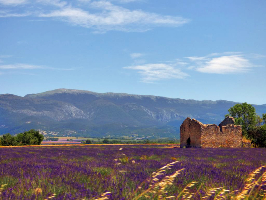 Provenza Lavanda