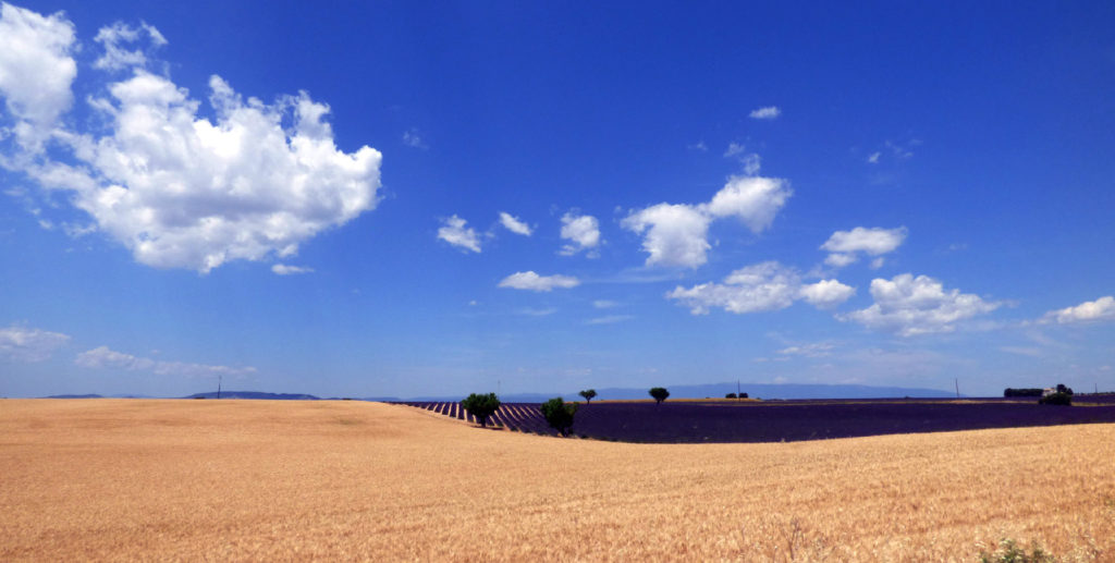 Lavanda Provenza