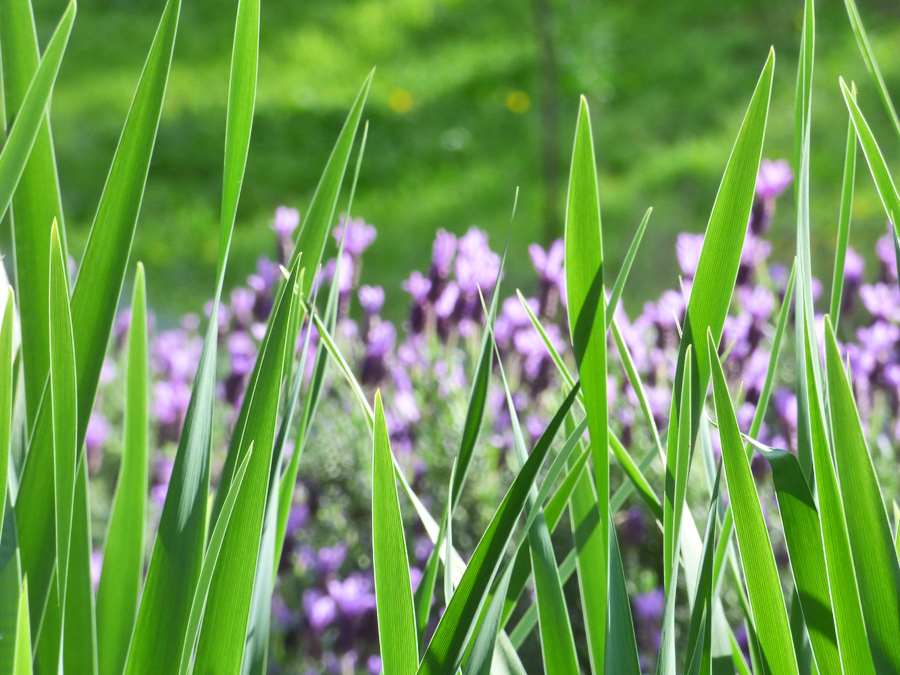 meraviglie botaniche