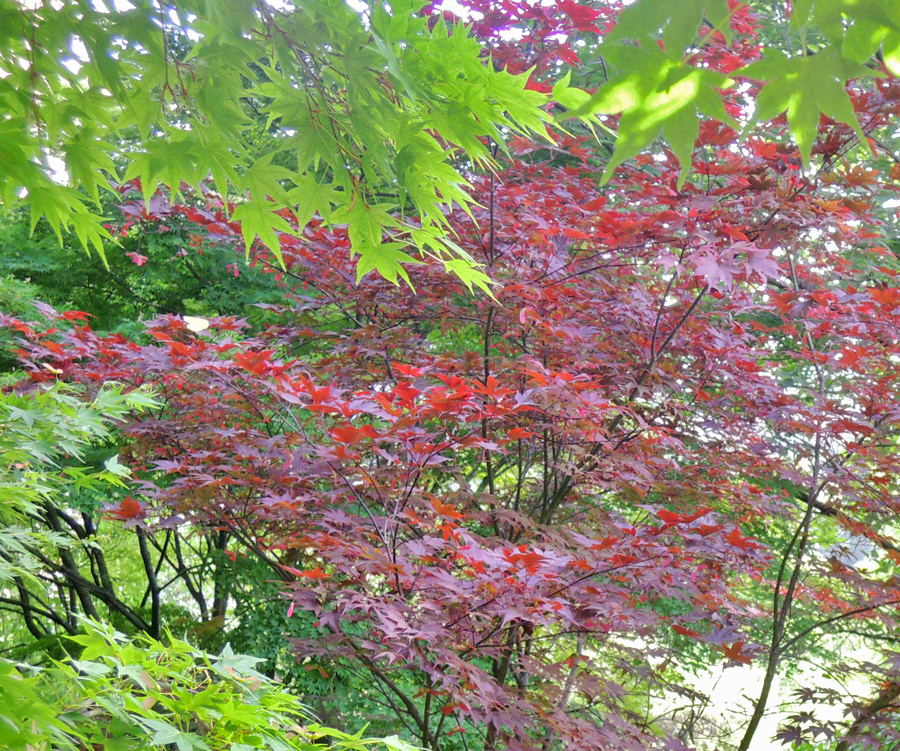 Aceri all'orto botanico di Roma