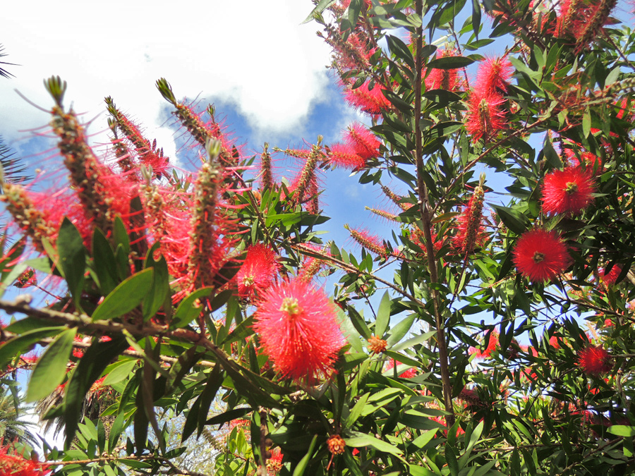 fiori all'orto botanico di roma