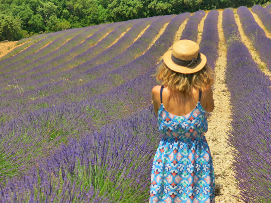 campi di lavanda