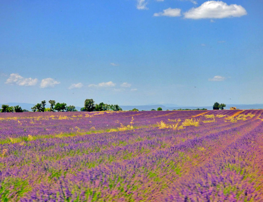 Lavanda Provenza