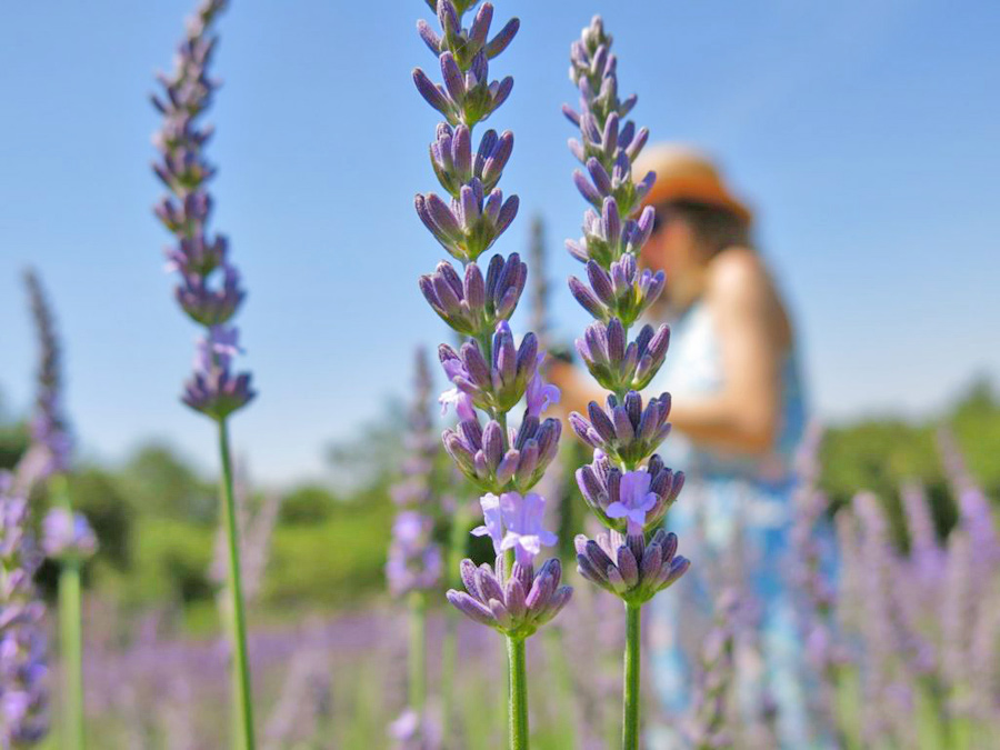 fiori
