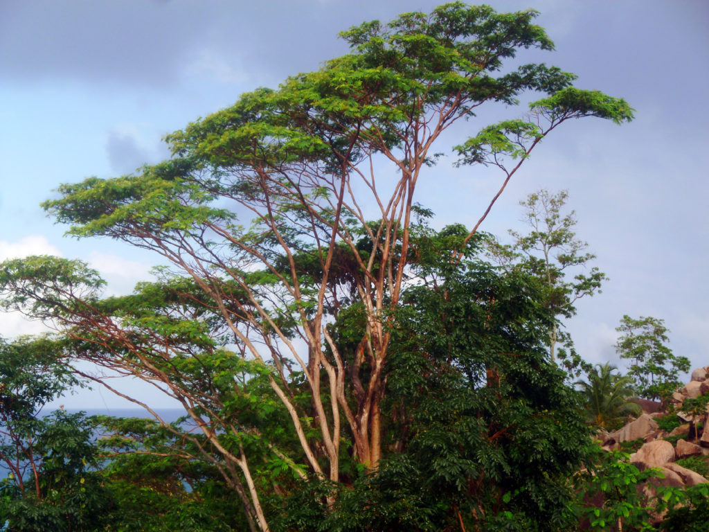 Mahe
