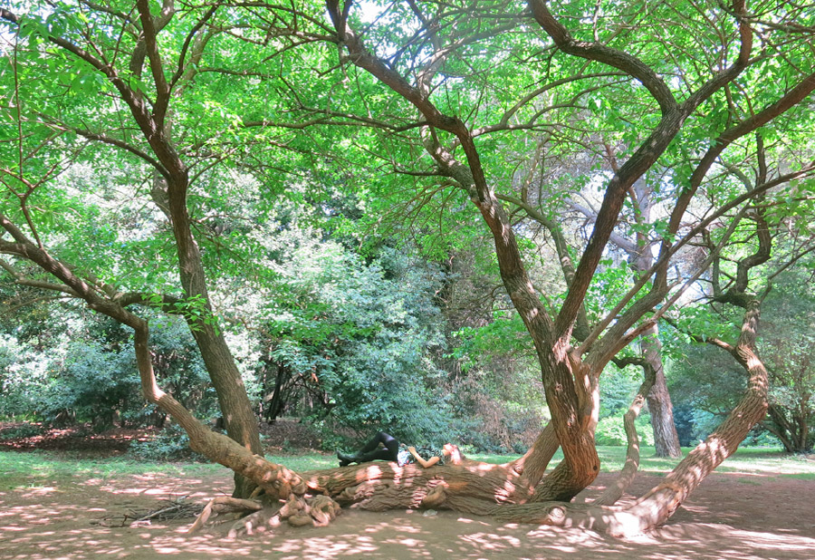 Reggia di Caserta Giardino inglese