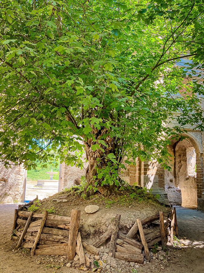 Fico di San Bonaventura