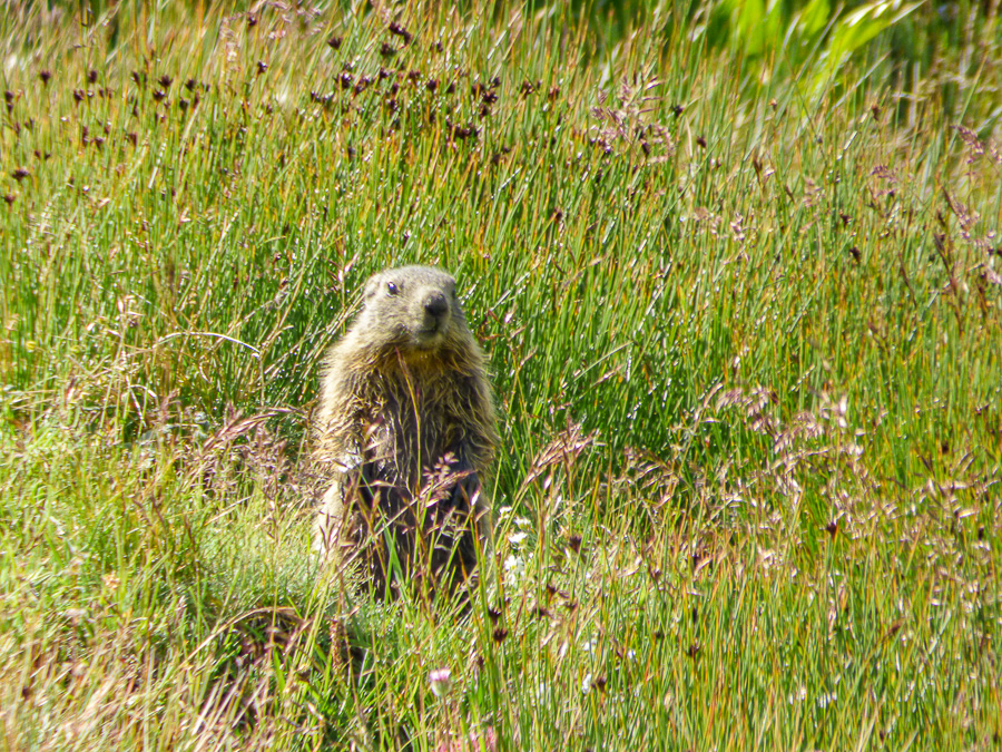 marmotta