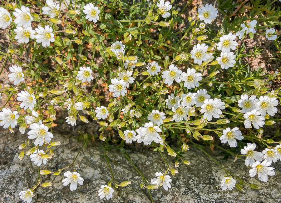 fiori giardino Saussurea